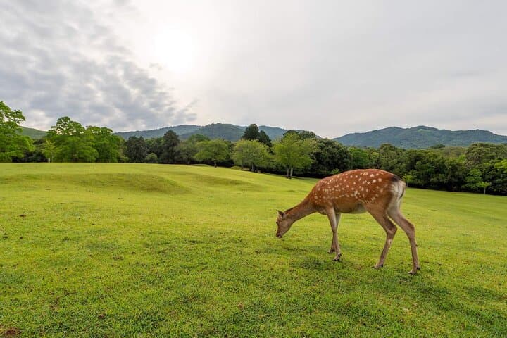Kyoto and Nara Day Tour from Osaka — photo 13