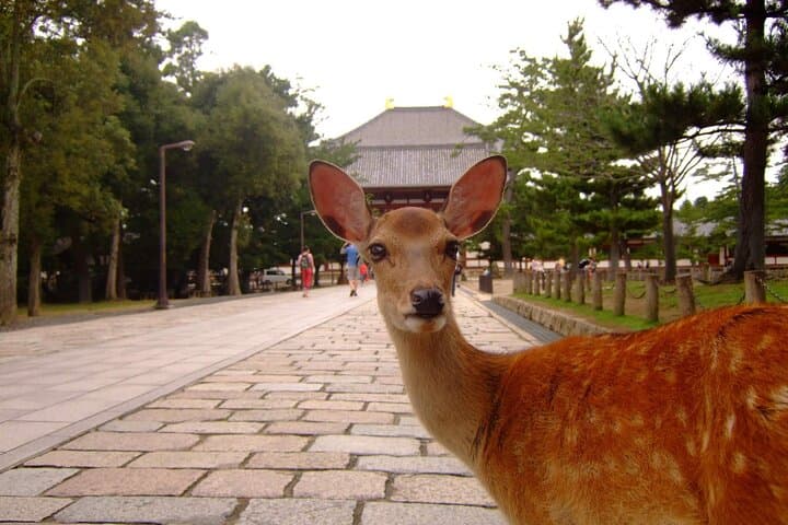 Kyoto and Nara Day Tour from Kyoto — photo 12
