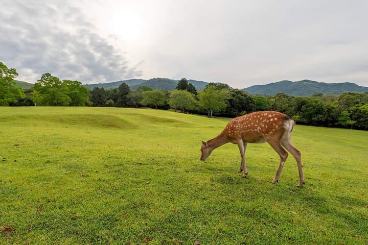 Kyoto and Nara Day Tour from Kyoto — photo 18