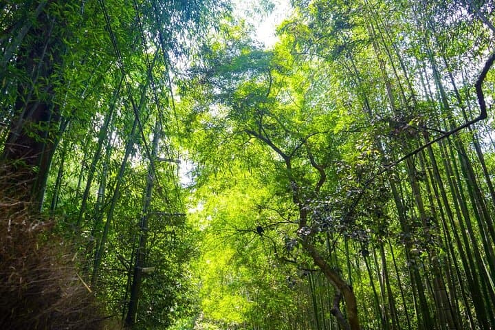 Kyoto and Nara Day Tour from Kyoto — photo 19