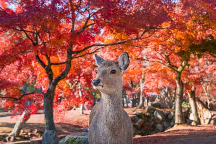 Private Kyoto Tour by Car with Optional Nara or Osaka Add-Ons — photo 3