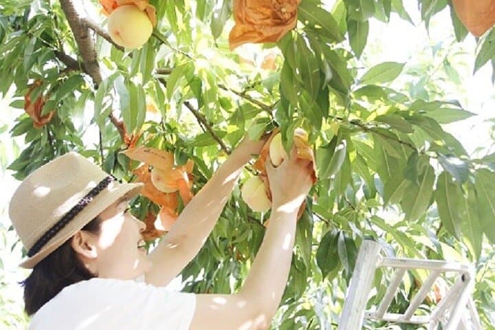 Okayama Day Trip: Nanko Sunflower Field and Peach Picking — photo 3