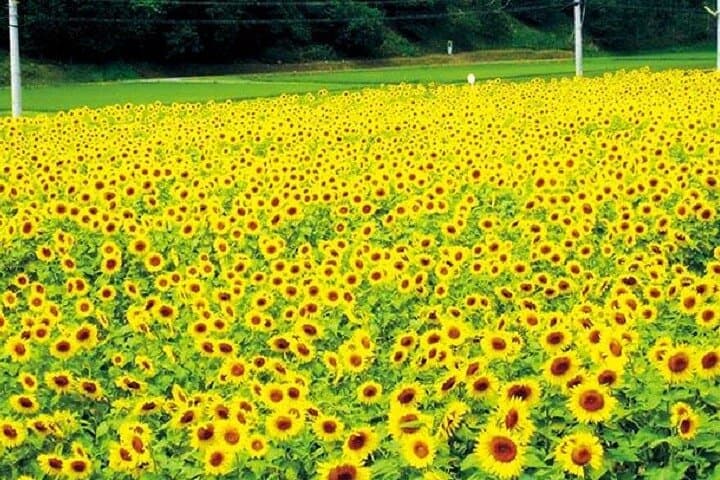 Okayama Day Trip: Nanko Sunflower Field and Peach Picking — photo 5