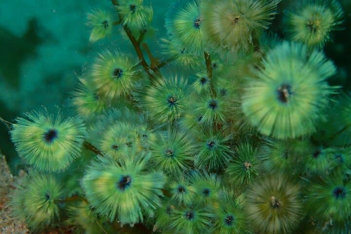 Premier Dive Spots Experience in Kushimoto — photo 3