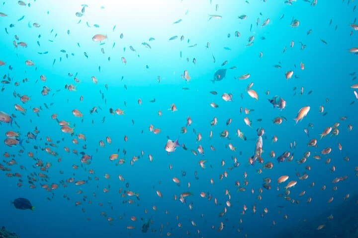 Premier Dive Spots Experience in Kushimoto — photo 4