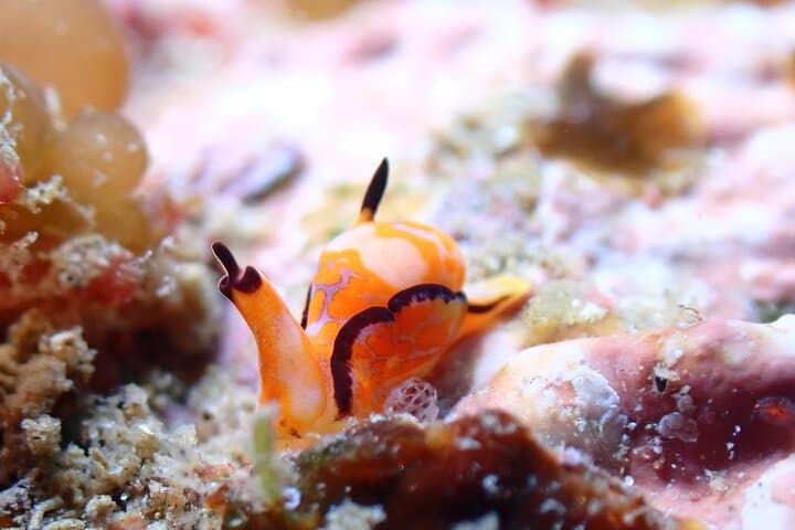 Premier Dive Spots Experience in Kushimoto — photo 5