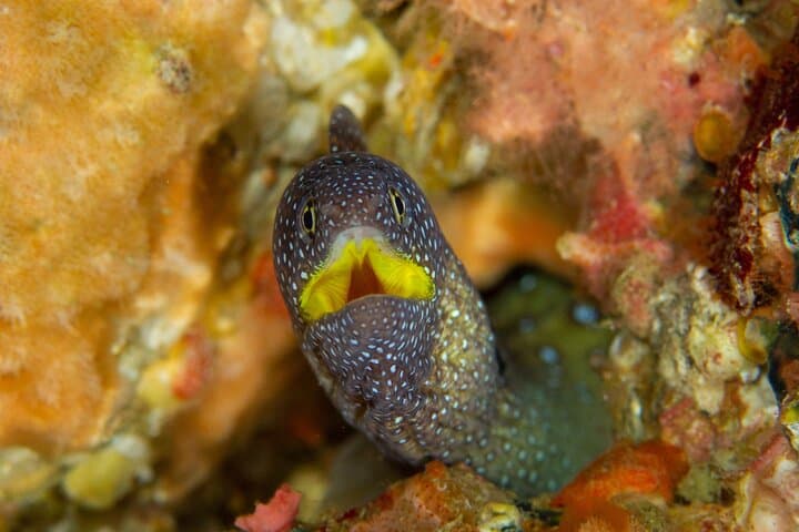 Premier Dive Spots Experience in Kushimoto — photo 9
