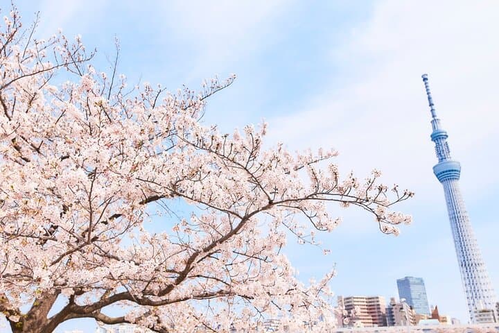 Tokyo : Hand-Roll Sushi Class, Skytree view & Asakusa Tour — photo 12