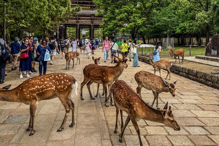 Super Express Nara & Kyoto Private 1-Day Tour from Tokyo — photo 10