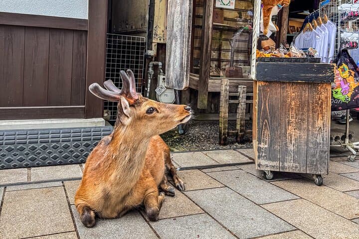 Super Express Nara & Kyoto Private 1-Day Tour from Tokyo — photo 5