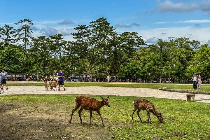 Super Express Nara & Kyoto Private 1-Day Tour from Tokyo — photo 8