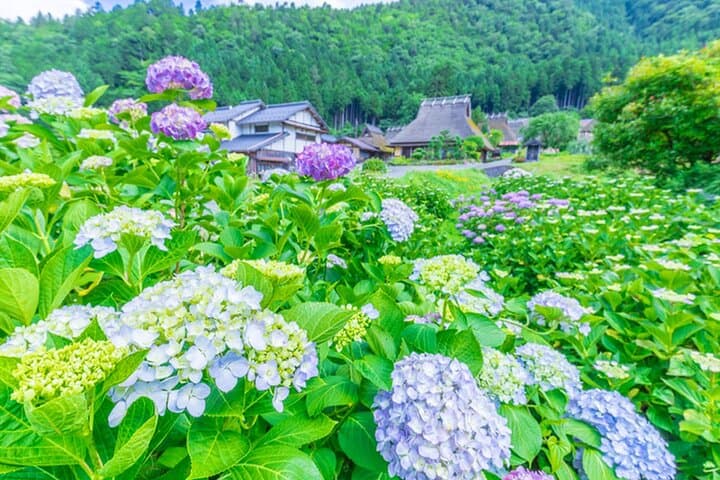 Amanohashidate Ine Funaya and Miyama Thatched Village Tour — photo 4