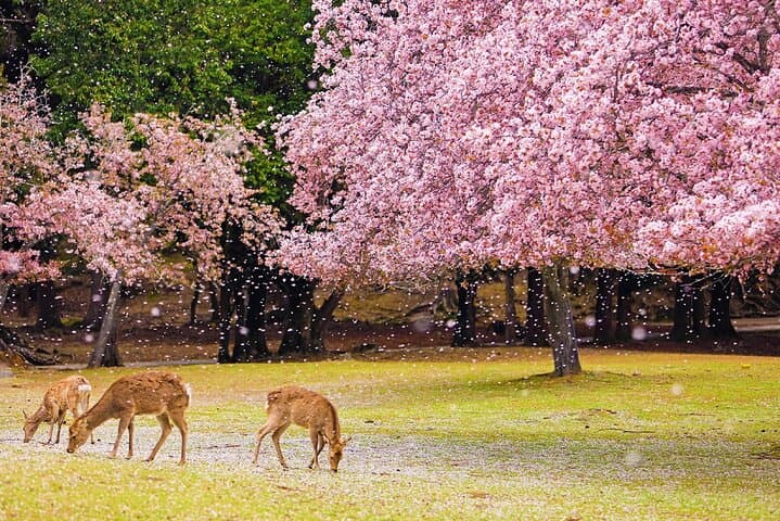 Kyoto Tour at Nara Park, Arashiyama and Fushimi Inari Shrine — photo 7