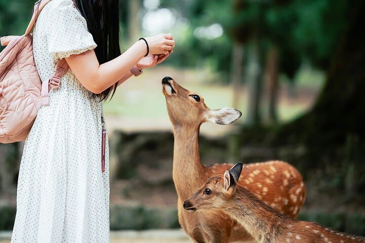 Kyoto Tour at Nara Park, Arashiyama and Fushimi Inari Shrine — photo 8