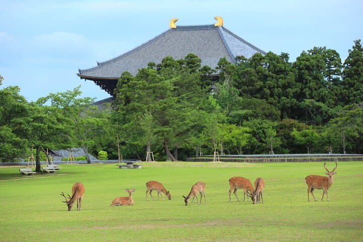 Super Express Nara & Kyoto Private 1-Day Tour from Tokyo — photo 2