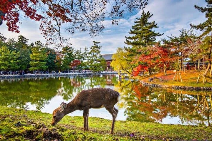From Osaka/Kyoto : Private Kyoto & Nara Day Trip with Pickup — photo 6