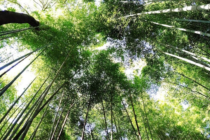 Kyoto: Serene Morning Walk in Arashiyama Bamboo Grove — photo 2