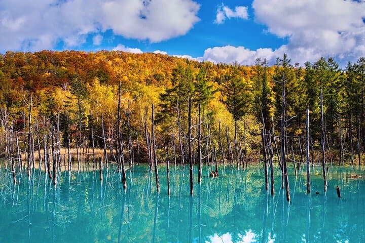 Hokkaido Furano Lavender & Biei Blue Pond Tour with Lunch — photo 7