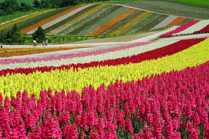 Hokkaido Furano Lavender & Biei Blue Pond Tour with Lunch — photo 9