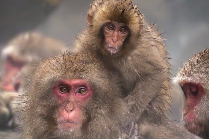 Private Luxury Day Tour to Nagano Snow Monkeys and Zenkoji Temple — photo 1