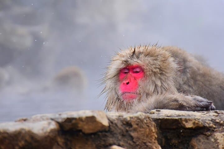 Private Luxury Day Tour to Nagano Snow Monkeys and Zenkoji Temple — photo 2