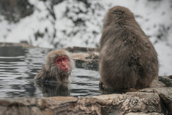 Private Luxury Day Tour to Nagano Snow Monkeys and Zenkoji Temple — photo 3