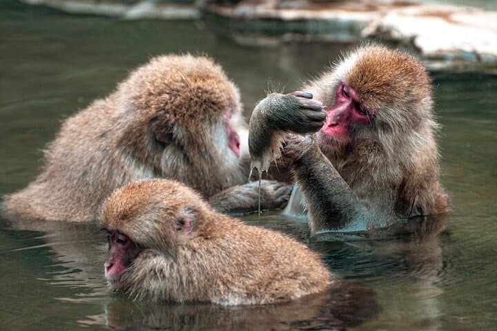 Private Luxury Day Tour to Nagano Snow Monkeys and Zenkoji Temple — photo 4