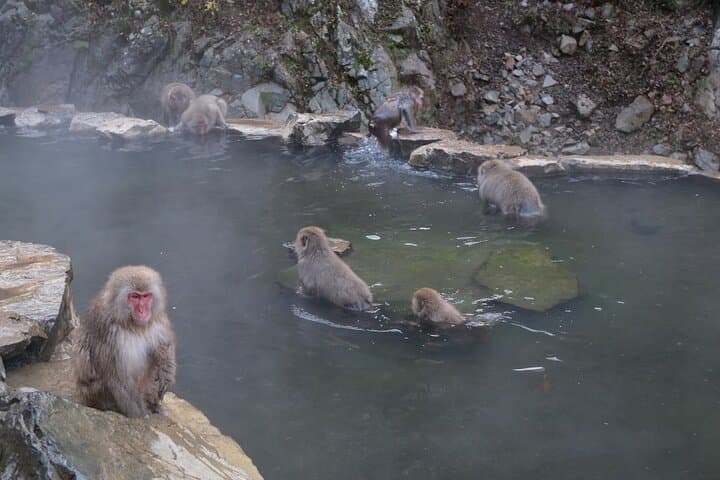 Private Luxury Day Tour to Nagano Snow Monkeys and Zenkoji Temple — photo 5
