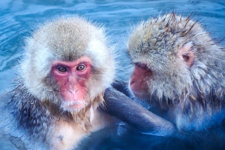 Private Luxury Day Tour to Nagano Snow Monkeys and Zenkoji Temple — photo 6