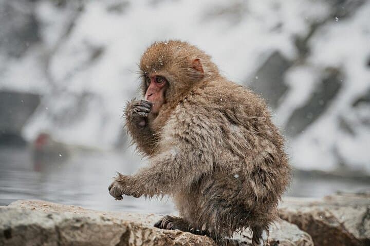 Private Luxury Day Tour to Nagano Snow Monkeys and Zenkoji Temple — photo 7