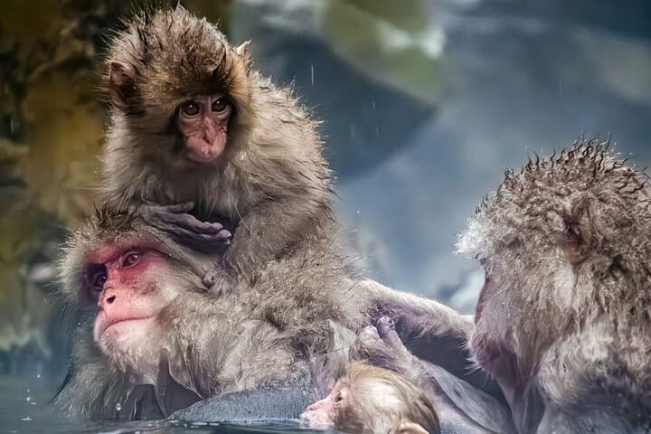Private Luxury Day Tour to Nagano Snow Monkeys and Zenkoji Temple — photo 8