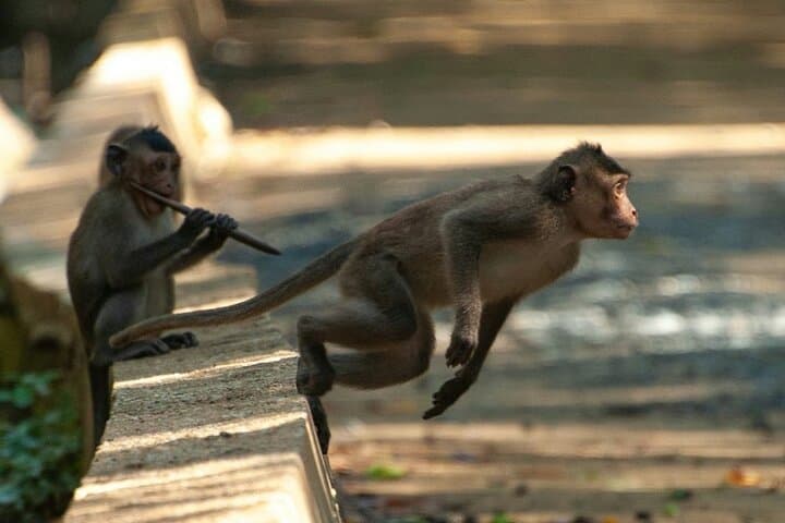 Private Luxury Day Tour to Nagano Snow Monkeys and Zenkoji Temple — photo 9