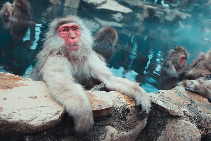 Private Luxury Day Tour to Nagano Snow Monkeys and Zenkoji Temple — photo 10