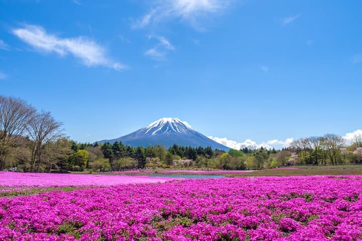 Mt. Fuji Photo Spots, Pink Moss & Cherry Blossom Tour from Tokyo — photo 17