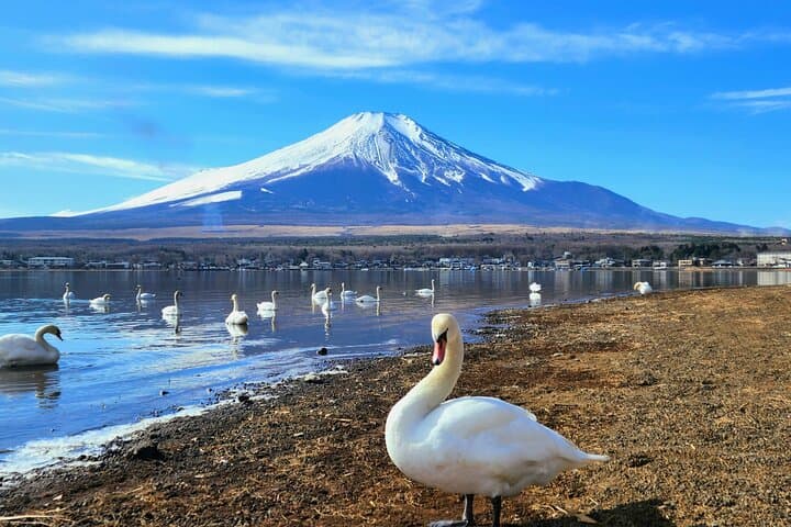 Mt. Fuji Signature 6 Scenic Spots One Day Tour from Tokyo — photo 16