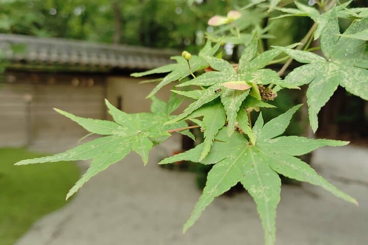 Kyoto: Walk Through History in Shimogamo’s Sacred Woods — photo 7