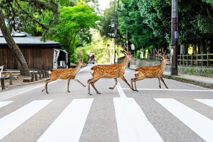 Super Express Nara & Kyoto Private 1-Day Tour from Tokyo — photo 1
