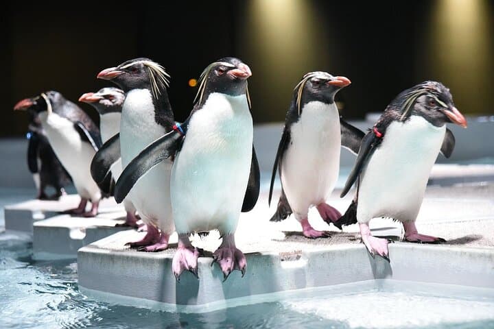 Sapporo AOAO Aquarium Park Hokkaido — photo 3