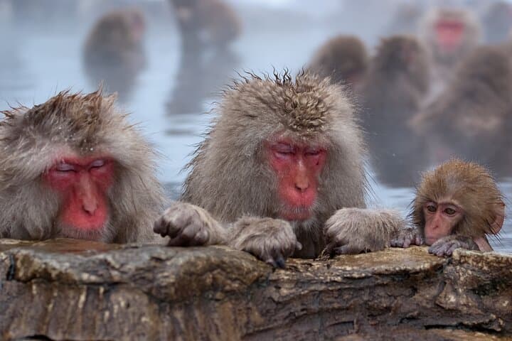 Nagano Snow Monkey and Obuse Tour: English Speaking Driver Only — photo 2