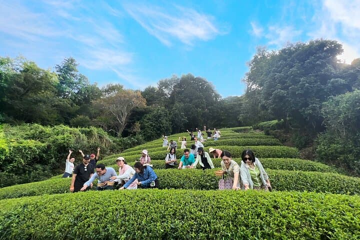 1 Day Matcha Farm Tour with Lunch and Bicycle Rental in Kyoto — photo 3