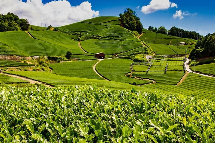 1 Day Matcha Farm Tour with Lunch and Bicycle Rental in Kyoto — photo 1
