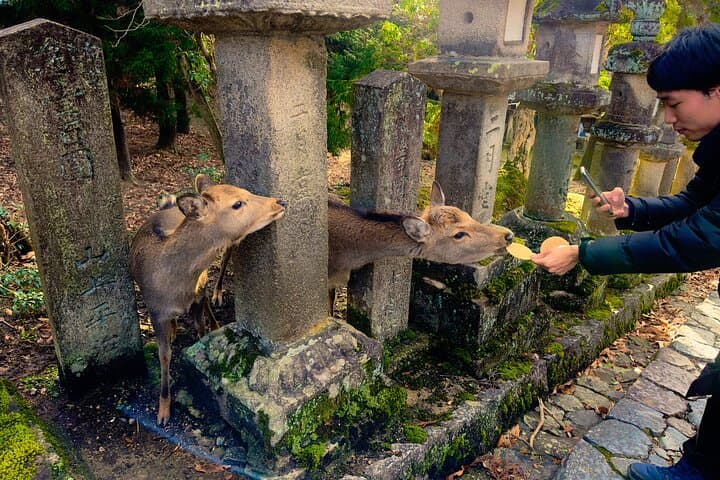 Osaka & Nara in 1-Day by Private Van with Local Expert Guide — photo 14