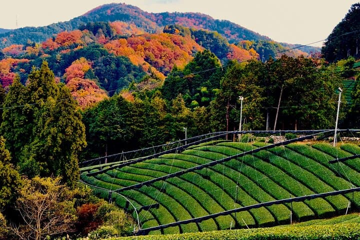 Scenic Green Tea Fields of Hidden Kyoto & Local Tea Exp (Private) — photo 15
