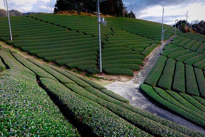 Scenic Green Tea Fields of Hidden Kyoto & Local Tea Exp (Private) — photo 6
