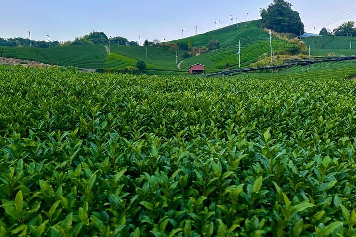 Scenic Green Tea Fields of Hidden Kyoto & Local Tea Exp (Private) — photo 8