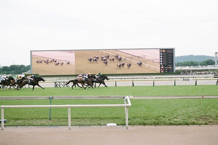 Horse Racing Tour with Local Fans in Tokyo, Oi Racecourse — photo 16
