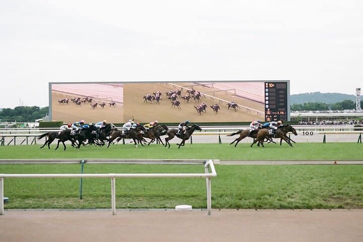 Horse Racing Tour with Local Fans in Tokyo, Oi Racecourse — photo 17