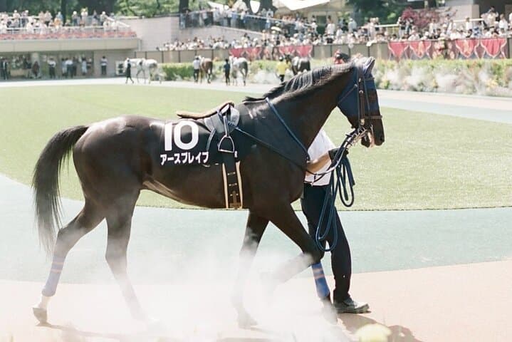 Horse Racing Tour with Local Fans in Tokyo Racecourse — photo 7