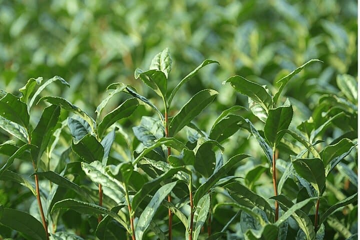Unique Matcha Experience in Nishio: Matcha Tour and Matcha Making — photo 5