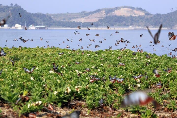 Himeshima Eco Tour from Beppu Explore Island Myths and Nature — photo 6